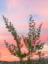 Load image into Gallery viewer, Desert Showers - Herbal Creosote Shampoo & Conditioner