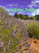 Load image into Gallery viewer, Solace Balm for bruises & sore muscles