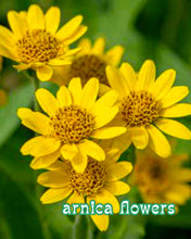 Load image into Gallery viewer, Solace Balm for bruises & sore muscles