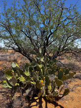 Load image into Gallery viewer, Donate to our Desert Garden Project