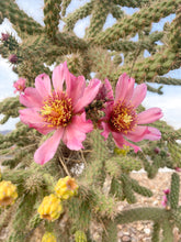 Load image into Gallery viewer, Cholla Flowers Greeting Card