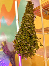 Load image into Gallery viewer, Creosote Bush (chaparral) Dried Shower Bundle