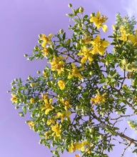 Load image into Gallery viewer, Creosote Bush (chaparral) Dried Shower Bundle