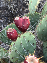 Load image into Gallery viewer, Prickly Pear Cactus Fruit Concentrate
