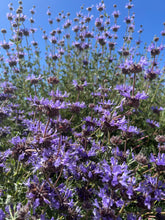 Load image into Gallery viewer, Desert Spring face + body botanical perfume mist