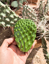 Load image into Gallery viewer, Prickly Pear Cactus Coin Purse
