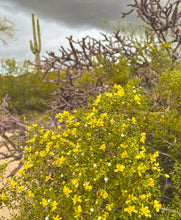 Load image into Gallery viewer, Monsoon - Creosote bush diffuser scent
