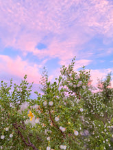 Load image into Gallery viewer, Desert Rain botanical perfume spray
