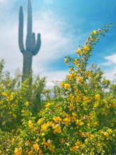Load image into Gallery viewer, 🌿 Creosote Bundle Workshop - September 21
