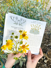 Load image into Gallery viewer, Wildflowers of the Tucson Basin Guide Book

