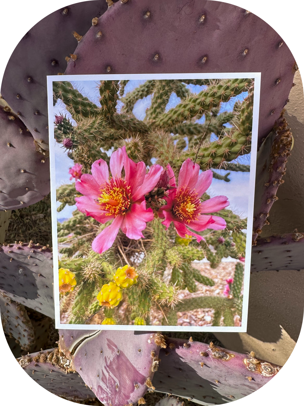 Cholla Flowers Greeting Card