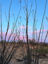 Load image into Gallery viewer, Donate to our Desert Garden Project
