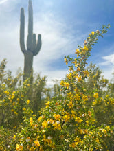 Load image into Gallery viewer, Creosote Bush &amp; Saguaro Greeting Card
