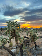 Load image into Gallery viewer, Donate to our Desert Garden Project
