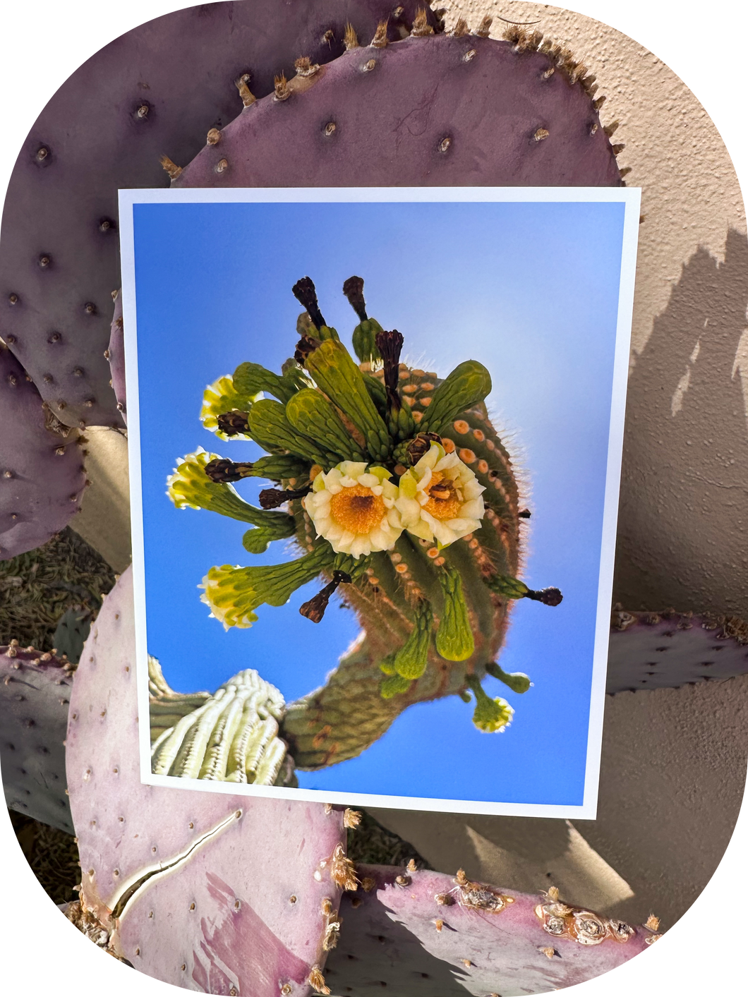 Saguaro Flowering Arm greeting card