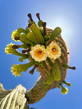 Load image into Gallery viewer, Saguaro Flowering Arm greeting card
