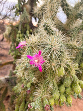 Load image into Gallery viewer, Donate to our Desert Garden Project
