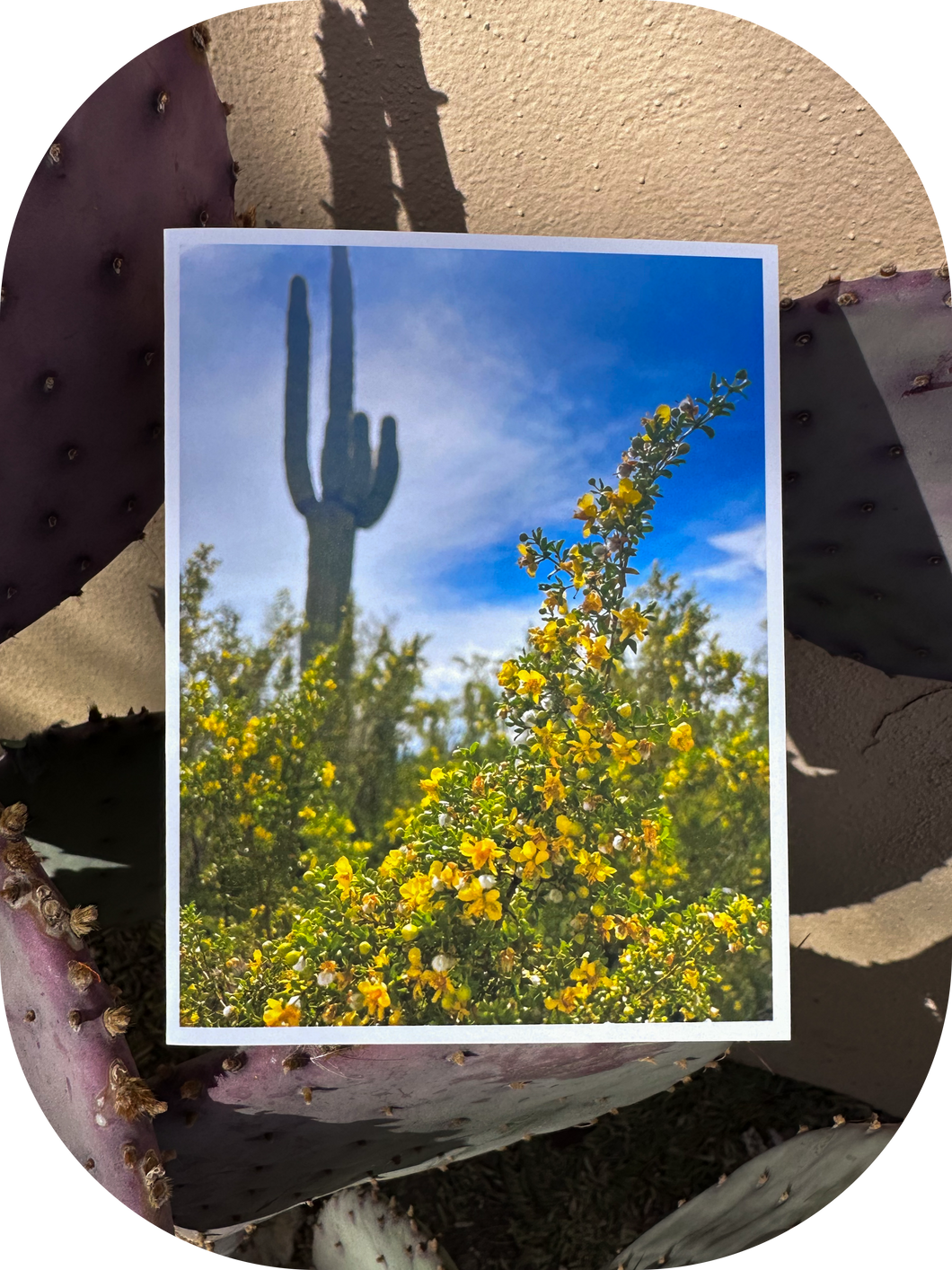 Creosote Bush & Saguaro Greeting Card