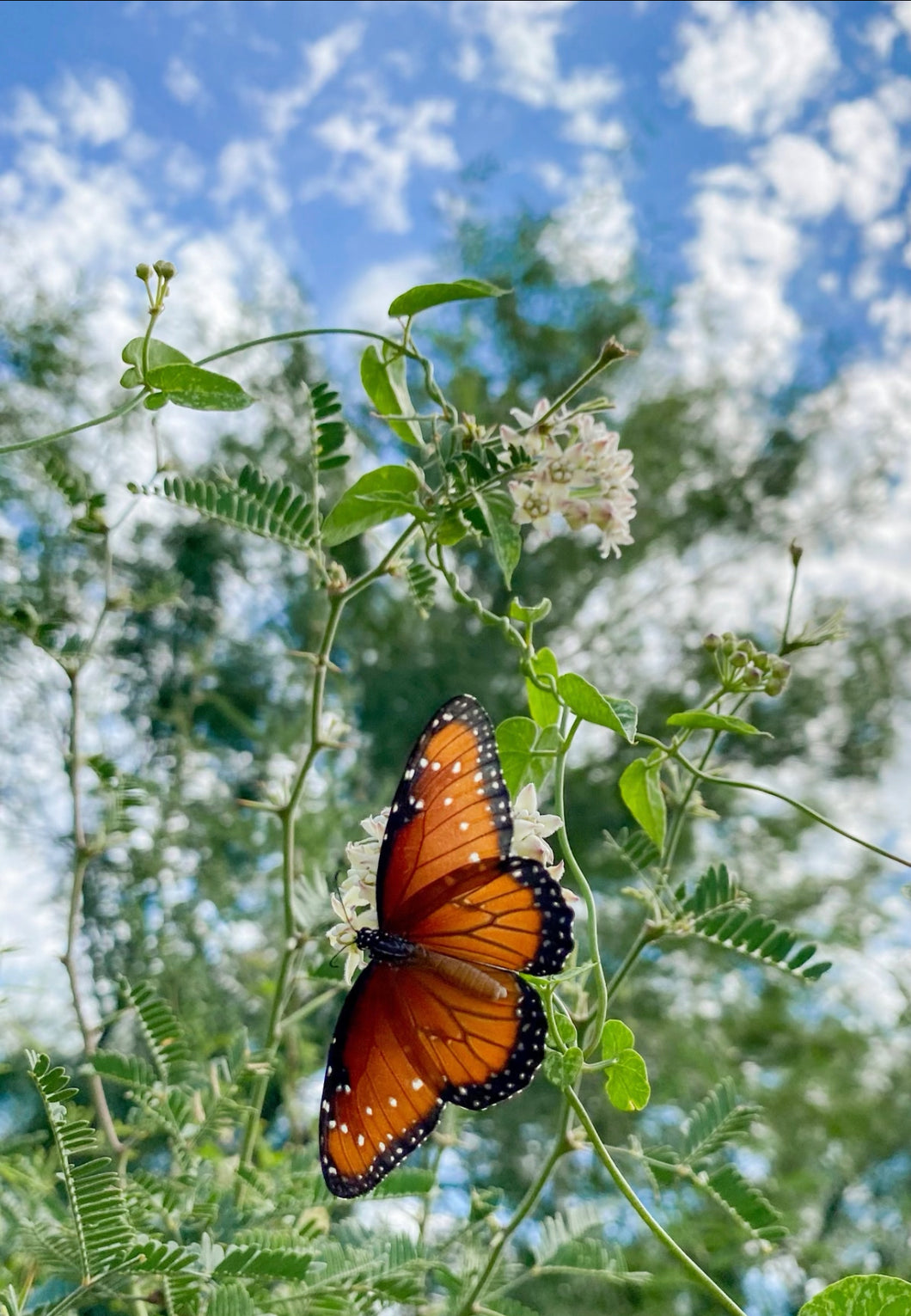 Wholesale for Cositas