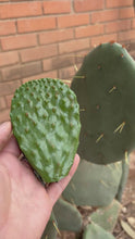 Load and play video in Gallery viewer, Prickly Pear Cactus Coin Purse
