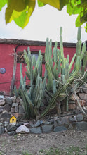 Load and play video in Gallery viewer, Aravaipa Citrus botanical spray
